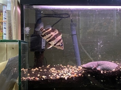 ダトニオリアルバンド 14cm±
