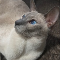 【急募】綺麗な青い眼　シャム猫の男の子♂ - 大阪市