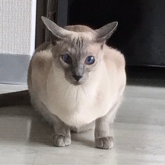 【急募】綺麗な青い眼　シャム猫の男の子♂ - 猫