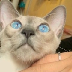 【急募】綺麗な青い眼　シャム猫の男の子♂