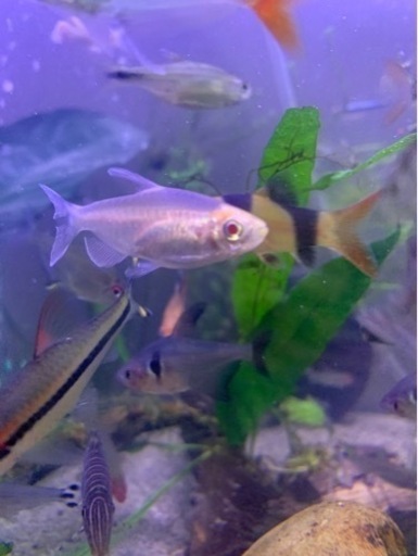 熱帯魚 アルビノコンゴテトラ 4匹 1500円 もも 北戸田のその他の中古あげます 譲ります ジモティーで不用品の処分