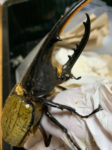 一覧 クワガタ カブトムシ余品販売まとめ しゅう 武蔵溝ノ口のその他の中古あげます 譲ります ジモティーで不用品の処分