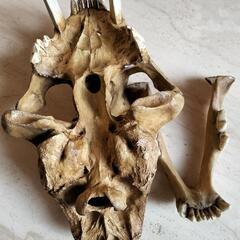 サーベルタイガーの化石(レプリカ)