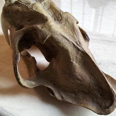 サーベルタイガーの化石(レプリカ)