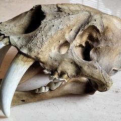 サーベルタイガーの化石(レプリカ)