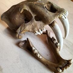 サーベルタイガーの化石(レプリカ)