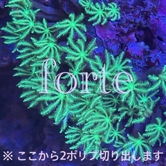 【サンゴ】ウミヅタ・フルグリーン