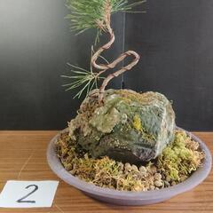 【ネット決済】軽石、盆栽