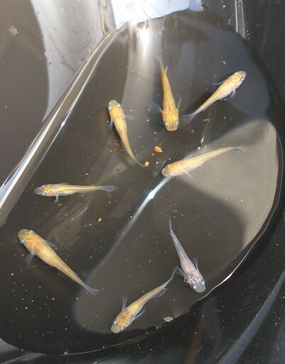 メダカ 灯錦 選外 21年生 幼魚 1匹あたり なかひで 町屋のその他の中古あげます 譲ります ジモティーで不用品の処分 メダカ 灯錦 選外 21年生 幼魚 1匹あたり なかひで 町屋のその他の中古あげます 譲ります ジモティーで不用品の処分