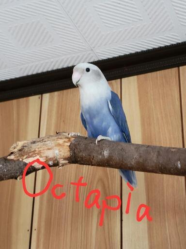 コザクラインコジャンボセキセイインコ 牛乳kozakuli 西都のその他のペットの無料広告 無料掲載の掲示板 ジモティー コザクラインコジャンボセキセイインコ 牛乳kozakuli 西都のその他のペットの無料広告 無料掲載の掲示板 ジモティー