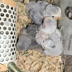 コザクラインコジャンボセキセイインコ 牛乳kozakuli 西都のその他のペットの無料広告 無料掲載の掲示板 ジモティー