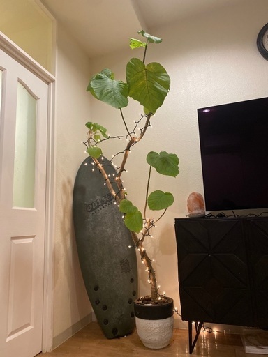 200cm越え　ウンベラータ　観葉植物　大型