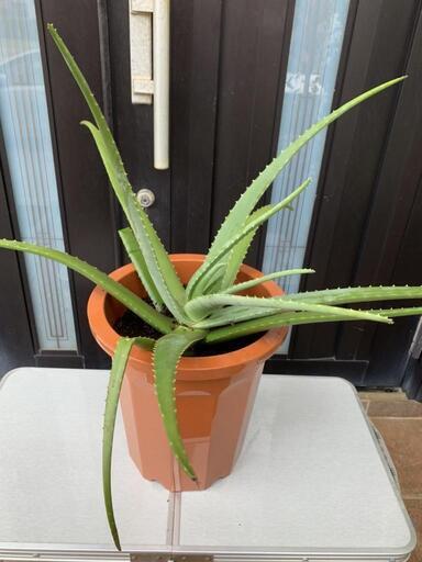 観葉植物 アロエベラ ヒロさん 浦添前田の家庭用品 ガーデニング の中古あげます 譲ります ジモティーで不用品の処分