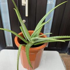 観葉植物 アロエベラ