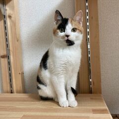 生後5ヶ月位　まん丸お顔で可愛い三毛猫の安ちゃん【3/27(日曜...