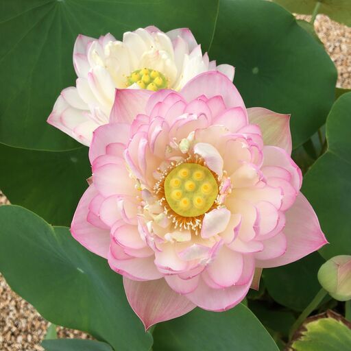 バケツ栽培可 花蓮 八重 ハス 小型種 爪紅蓮 苗 碗蓮 茶碗蓮 ひまわり 山口のその他の中古あげます 譲ります ジモティーで不用品の処分