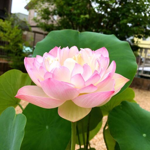 バケツ栽培可 花蓮 八重 ハス 小型種 爪紅蓮 苗 碗蓮 茶碗蓮 ひまわり 山口のその他の中古あげます 譲ります ジモティーで不用品の処分