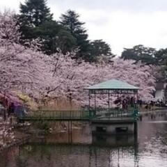大宮公園、桜を見に行く3/26.27どちらか