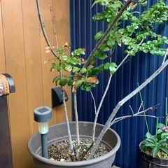 シマネトリコ　鉢植え