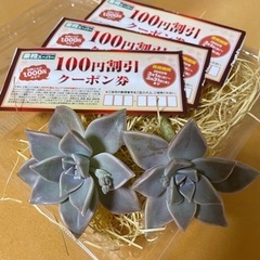 多肉植物　＆　業務スーパー　100円割引クーポン券　使用期間20...