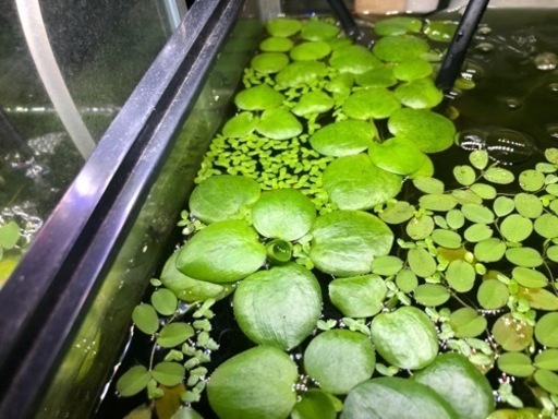 アマゾンフロッグピットだと思われる水草 Ja11 円座のその他の中古あげます 譲ります ジモティーで不用品の処分 アマゾンフロッグピットだと思われる水草 Ja11 円座のその他の中古あげます 譲ります ジモティーで不用品の処分