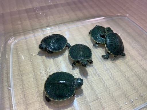 ミドリガメの赤ちゃん のり はりま勝原のその他の里親募集 ジモティー