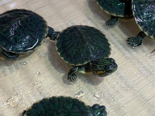 ミドリガメの赤ちゃん のり はりま勝原のその他の里親募集 ジモティー