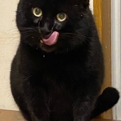 大きいけれど穏やかな黒猫