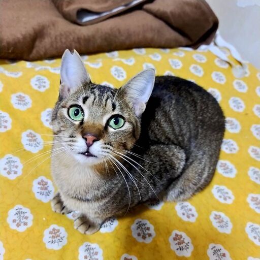 とてもフレンドリーで元気なコロン君 ねこクラブたま 栄の猫の里親募集 ジモティー とてもフレンドリーで元気なコロン君 ねこクラブたま 栄の猫の里親募集 ジモティー