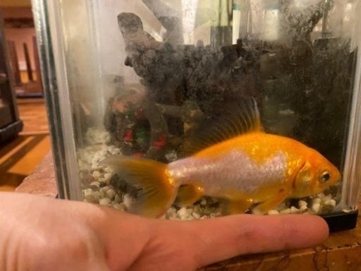 金魚 熱帯魚の里親さん募集 Harty 高円寺のその他の中古あげます 譲ります ジモティーで不用品の処分
