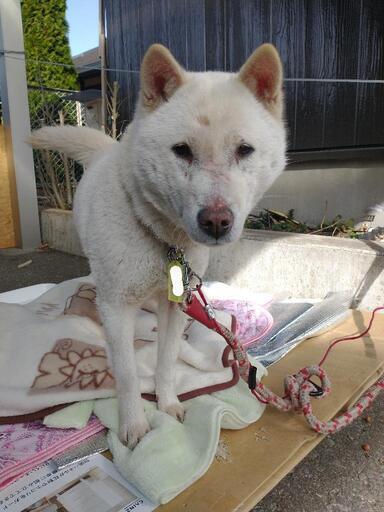 急募 おとなしい性格の紀州犬かわいい女の子6歳 R Oshima 上今市のその他の里親募集 ジモティー 急募 おとなしい性格の紀州犬かわいい女の子6歳 R Oshima 上今市のその他の里親募集 ジモティー