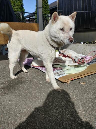 急募 おとなしい性格の紀州犬かわいい女の子6歳 R Oshima 上今市のその他の里親募集 ジモティー