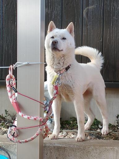 急募 おとなしい性格の紀州犬かわいい女の子6歳 R Oshima 上今市のその他の里親募集 ジモティー