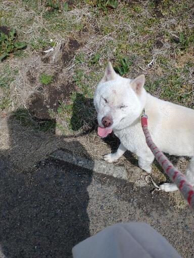 急募 おとなしい性格の紀州犬かわいい女の子6歳 R Oshima 上今市のその他の里親募集 ジモティー