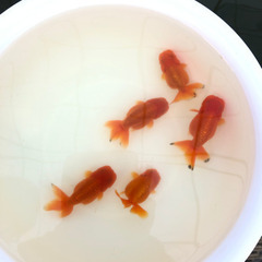金魚 (らんちゅう)