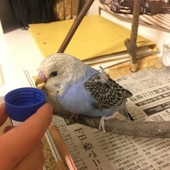 千葉県千葉市　白青セキセイインコを探しています！