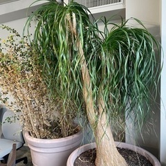 【ネット決済】オフィスに置いていた大型の植栽　移転に伴い手放します！