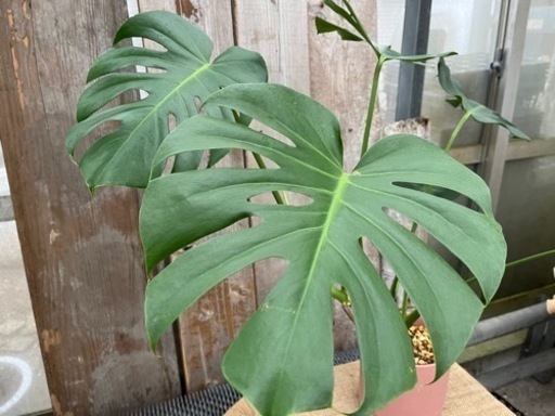 6号陶器鉢植えモンステラ