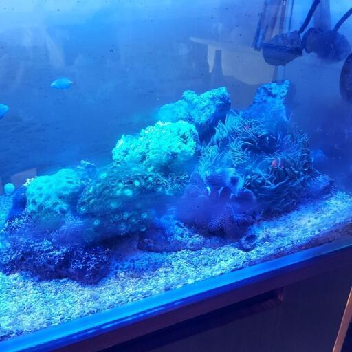 海水魚·珊瑚等譲ります。の通販はau PAY マーケット - 輸入雑貨の 