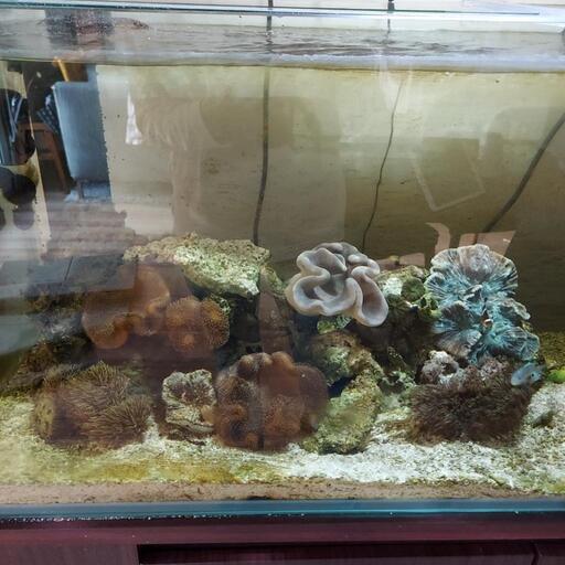 浄水器 旧型「クラーケン」イオン交換樹脂 海水魚 サンゴ 今すぐ購入