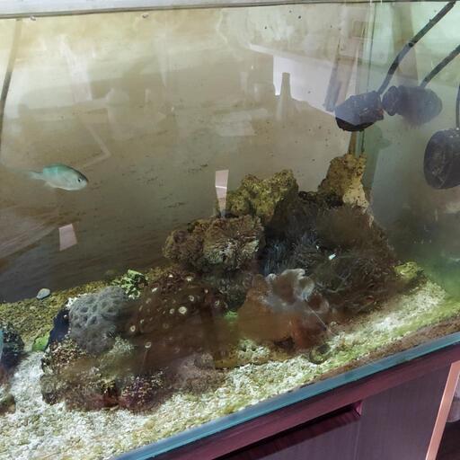浄水器 旧型「クラーケン」イオン交換樹脂 海水魚 サンゴ 今すぐ購入