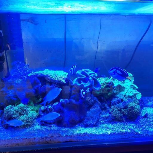 海水魚·珊瑚等譲ります。 | mayberrydental.ie