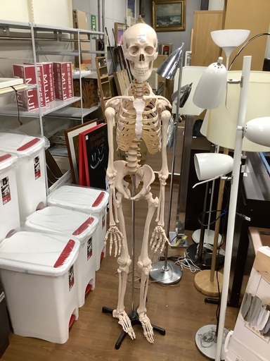 骨格標本 売場展開中!!! 骨格標本 売場展開中!!!