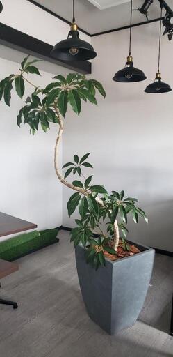 お値引き！シェフレラ大型　観葉植物　ファイバークレイ鉢つき