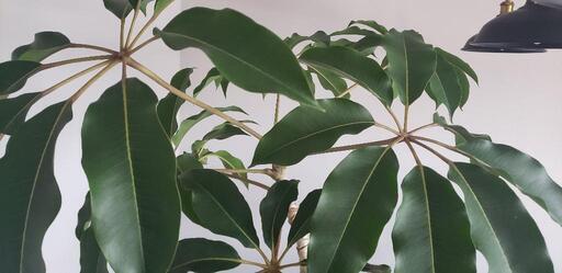 お値引き！シェフレラ大型 観葉植物 ファイバークレイ鉢つき