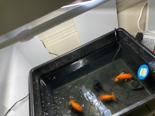 プラ舟金魚らんちゅうライト うぃるきん 都賀のその他の中古あげます 譲ります ジモティーで不用品の処分