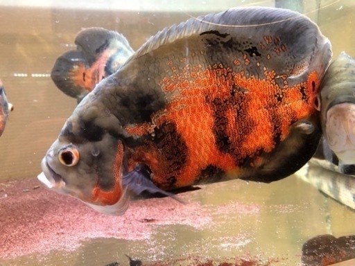 ワイルドオスカー 3匹熱帯魚 取り引き中 ヒデ 白塚のその他の中古あげます 譲ります ジモティーで不用品の処分