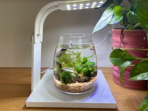 癒し　ミニアクアリウムセット