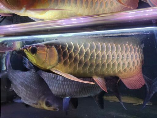 シルバーアロワナ 【公式通販】