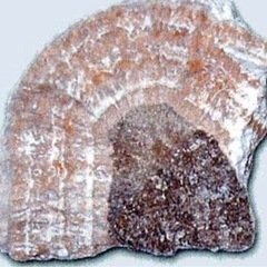 北投石　バドガシュタイン　本物の北投石売ります